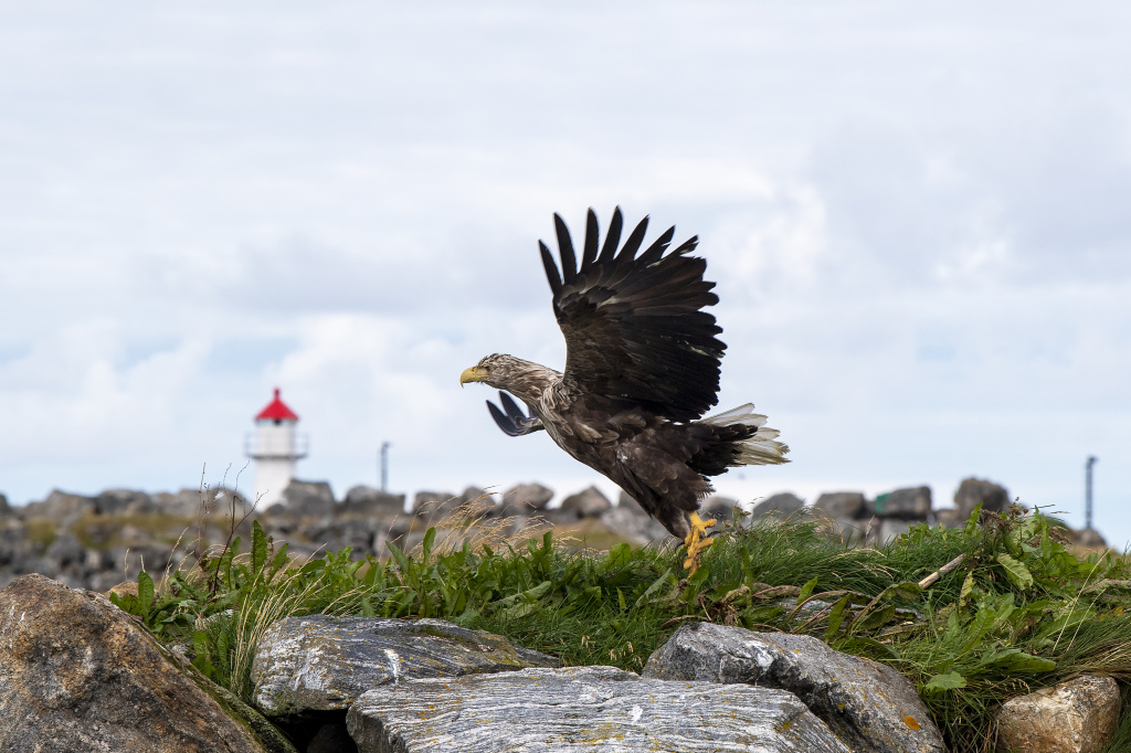 White Tail eagle at Andenes harbour. ©Marten Bril.