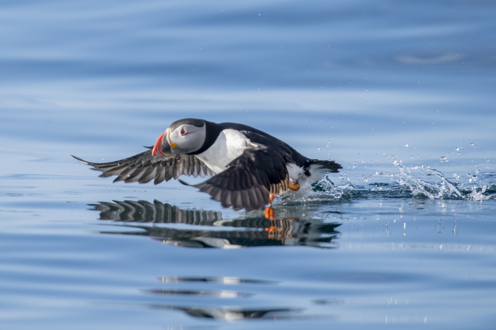 A puffin running on the ocean. ©Marten Bril.