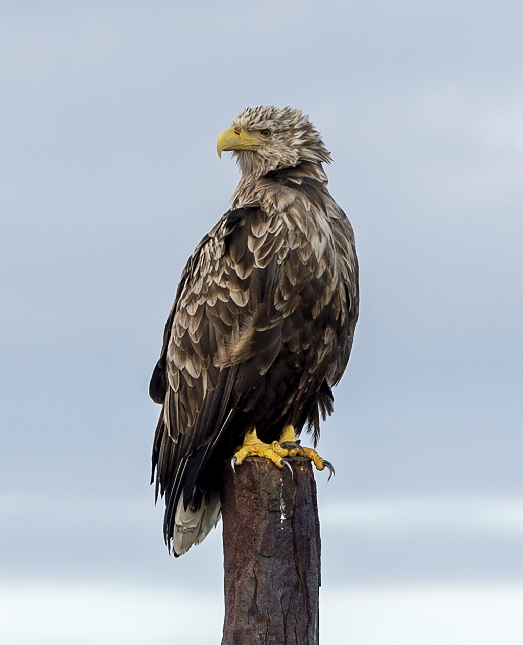 White Tail eagle.