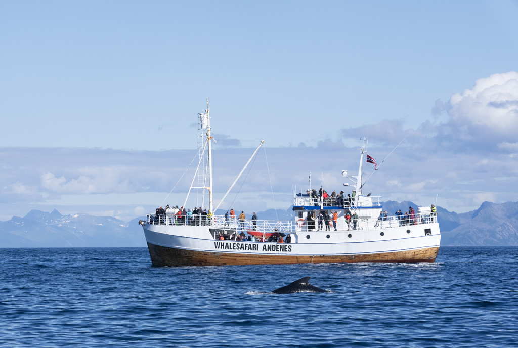 MS Reine, Whalesafari with pilot whales ©Marten Bril.
