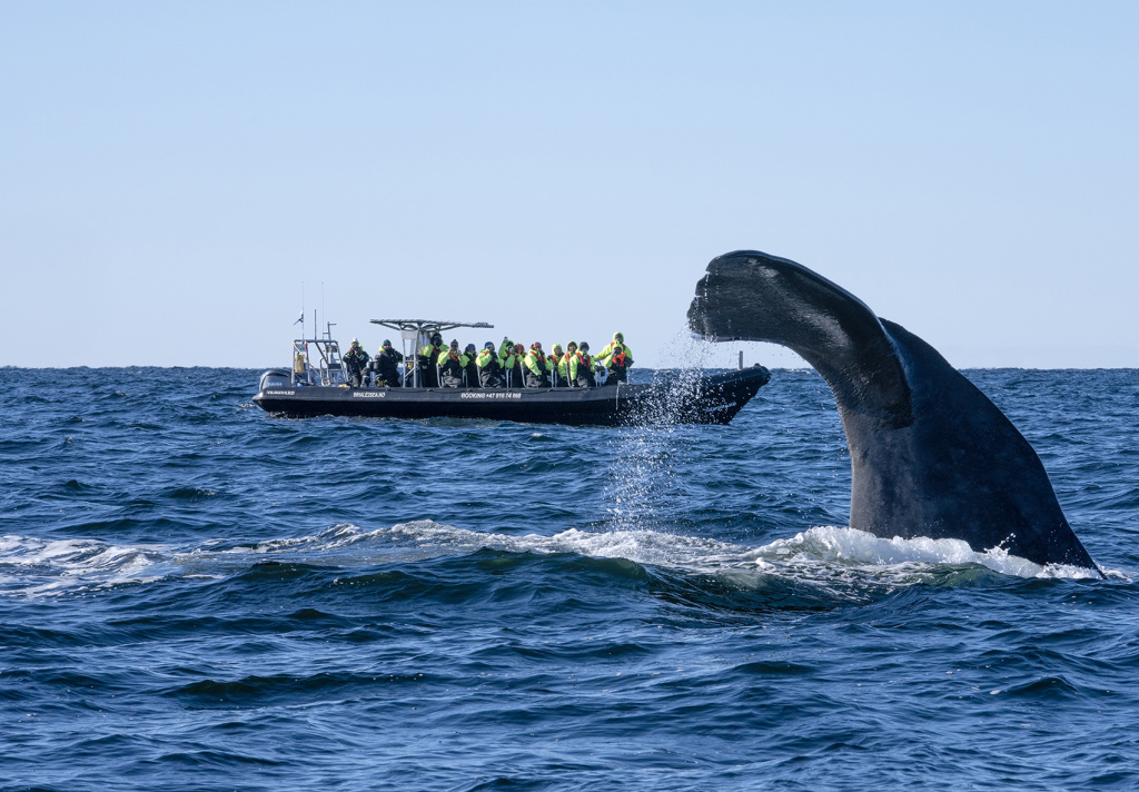 Sperm whale dive at Andøy, Vesterålen. ©Marten Bril.