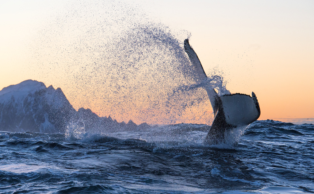 Humpback dive at Whale watching in Skjervøy. ©Marten Bril.