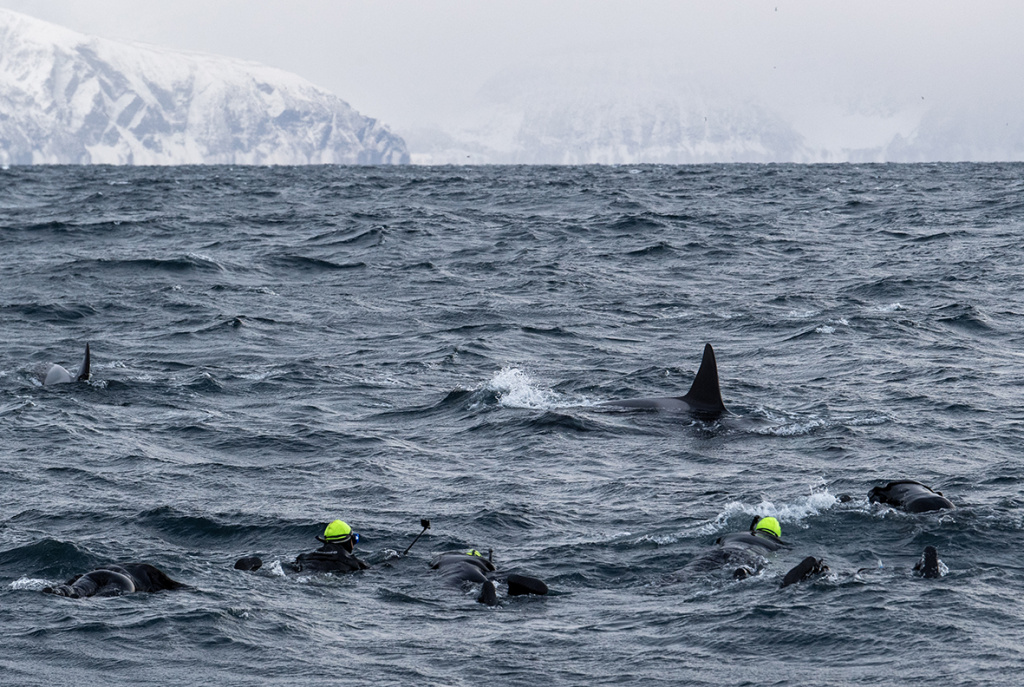 Snorkeling with orcas at Skjervøy, Troms. ©Marten Bril.
