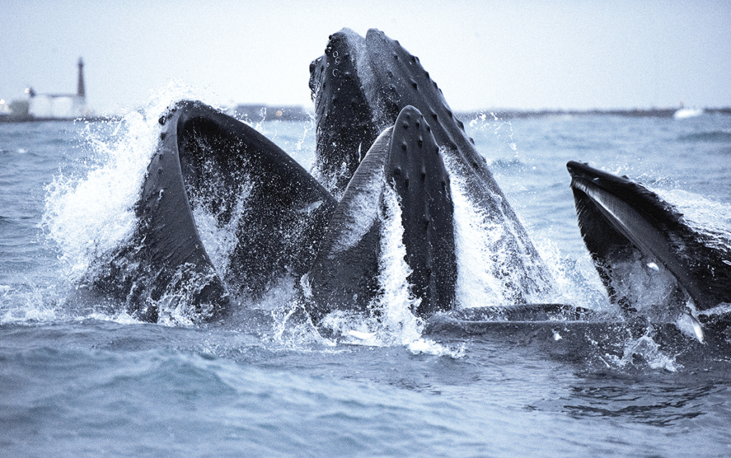 Humpback whale with Andøy lighthouse in the background. ©Marten Bril.