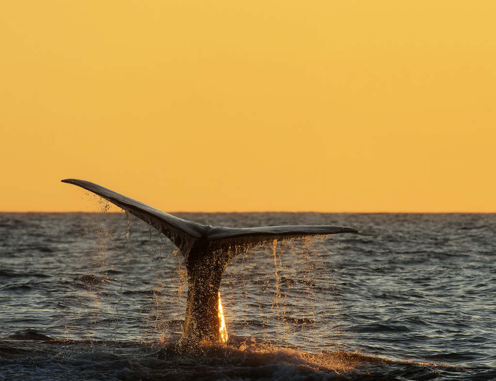Sperm whale in midnight sun. ©Marten Bril.