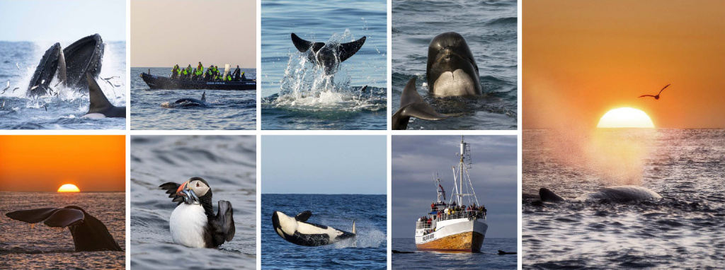 Giftcard on a whale watching tour.
