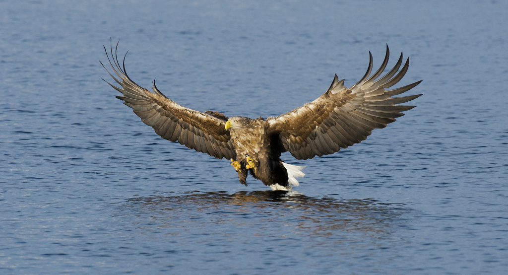 White Tail eagle.