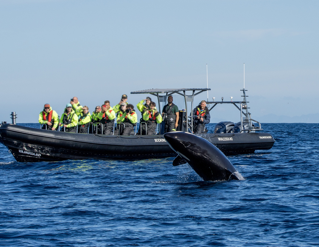 Whale watching in Andenes. ©Marten Bril.