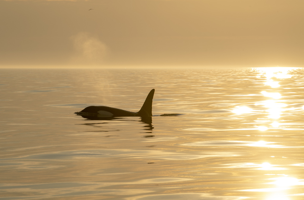 Orca in midnight sun. ©Marten Bril.